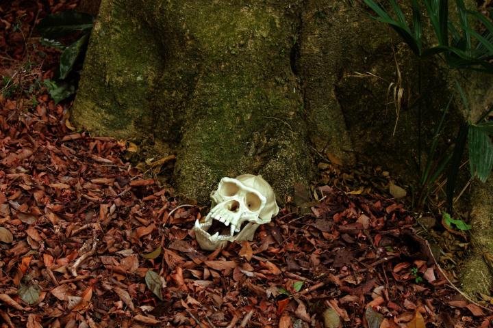 skulls-injoy.gr