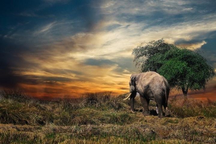 elephant-injoy.gr